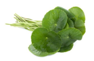 Closeup leaf of Gotu kola, Asiatic pennywort, asiatic leaf isolated on white background